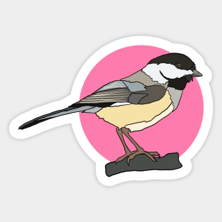 Black Capped Chickadee Sticker